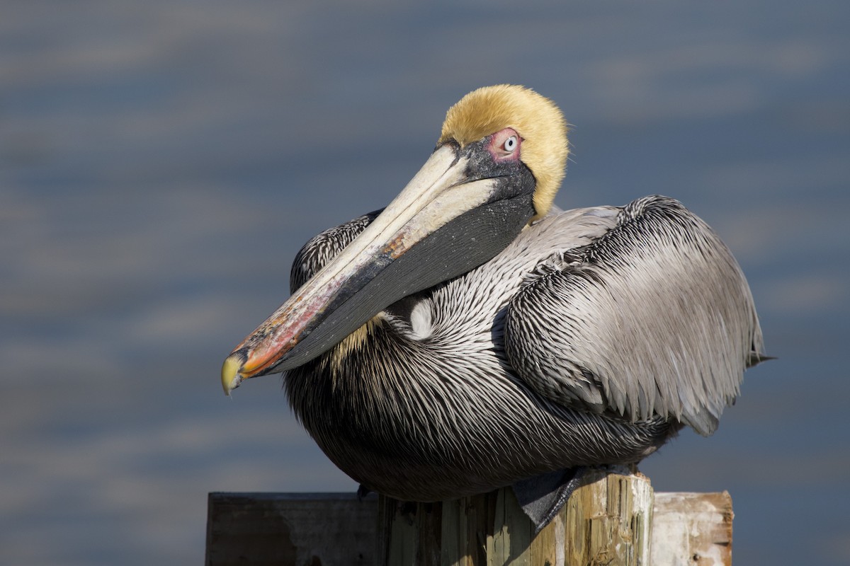 Brown Pelican - ML94631491