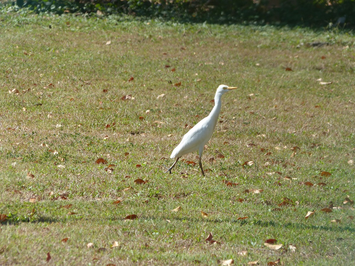 Western Cattle Egret - Claire Bélanger