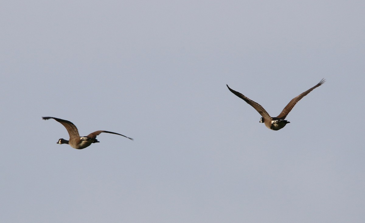 Canada Goose - ML94632991