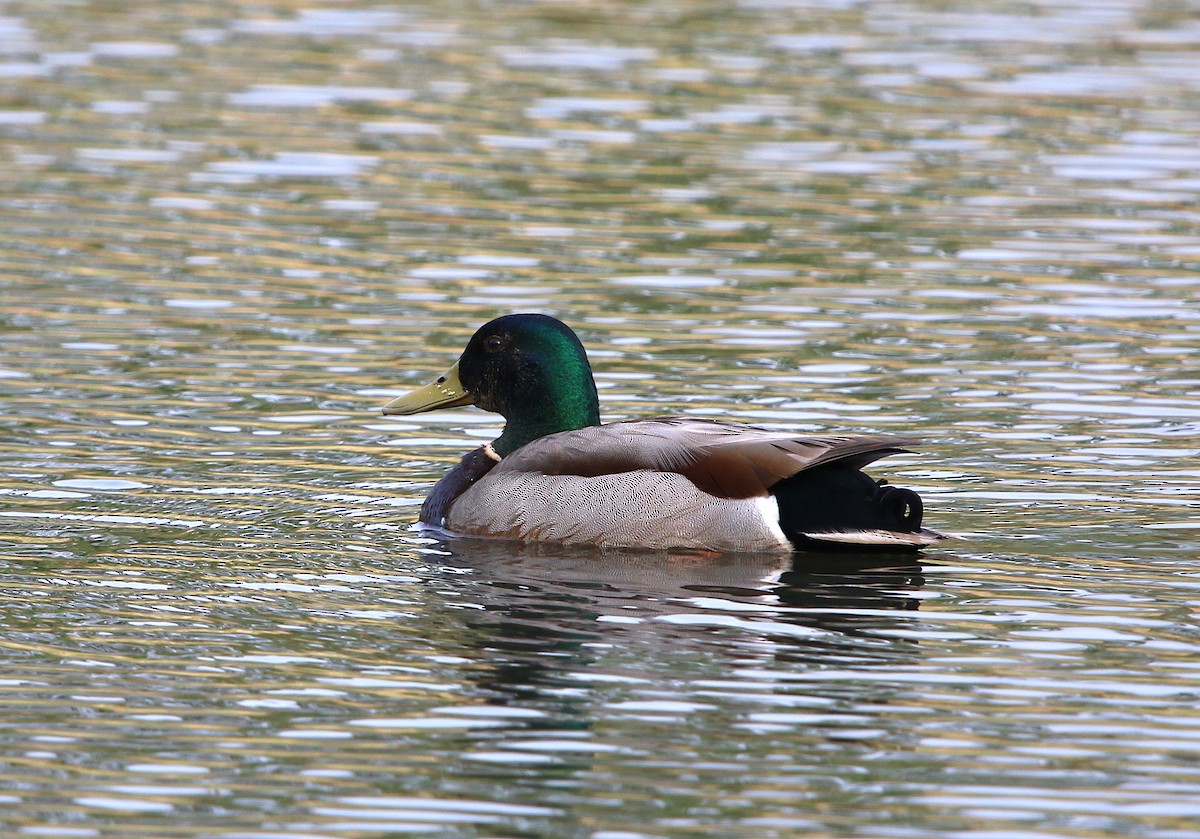 Mallard (Domestic type) - ML94633011