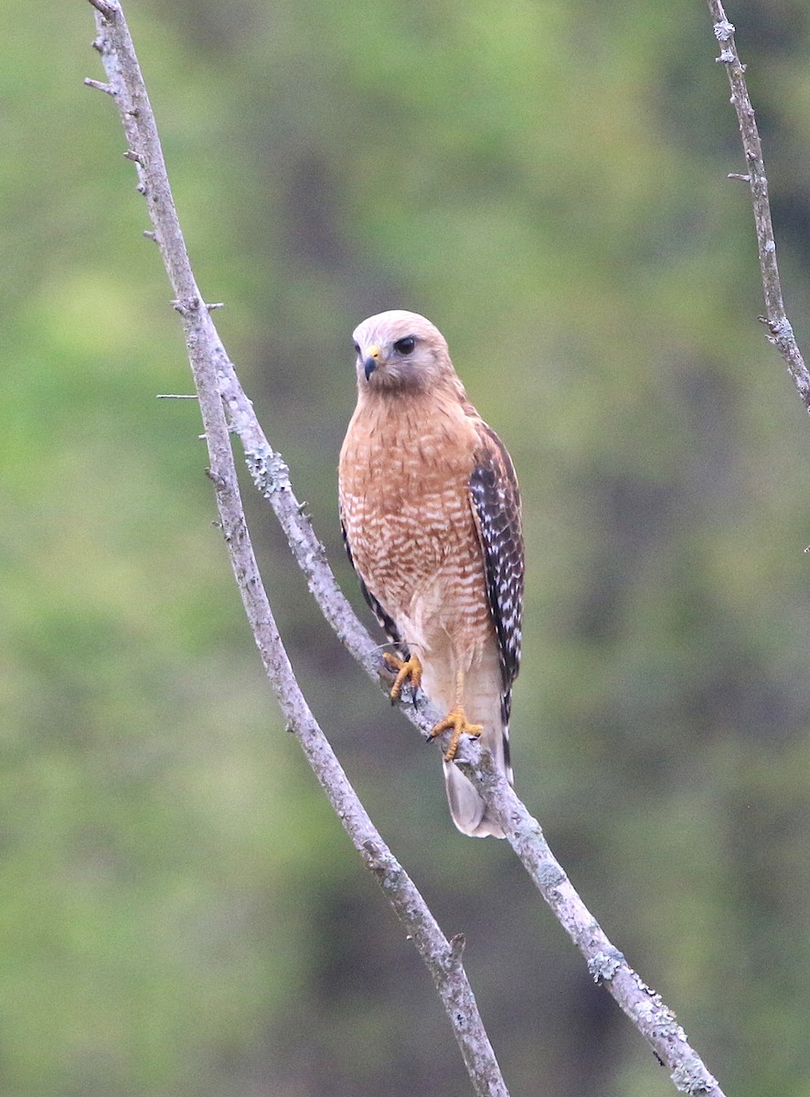 Red-shouldered Hawk - ML94633161