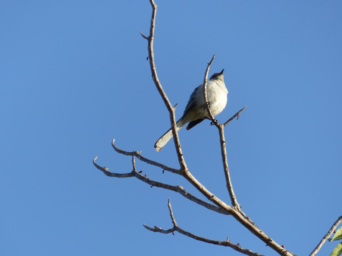 Northern Mockingbird - ML94633191