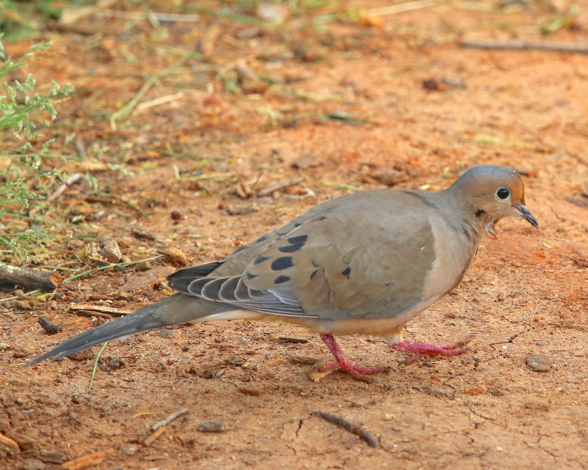 Mourning Dove - ML94633211