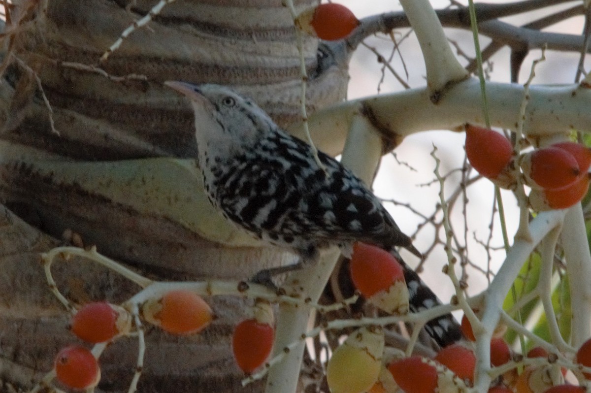 Stripe-backed Wren - Monterrey Zambrano