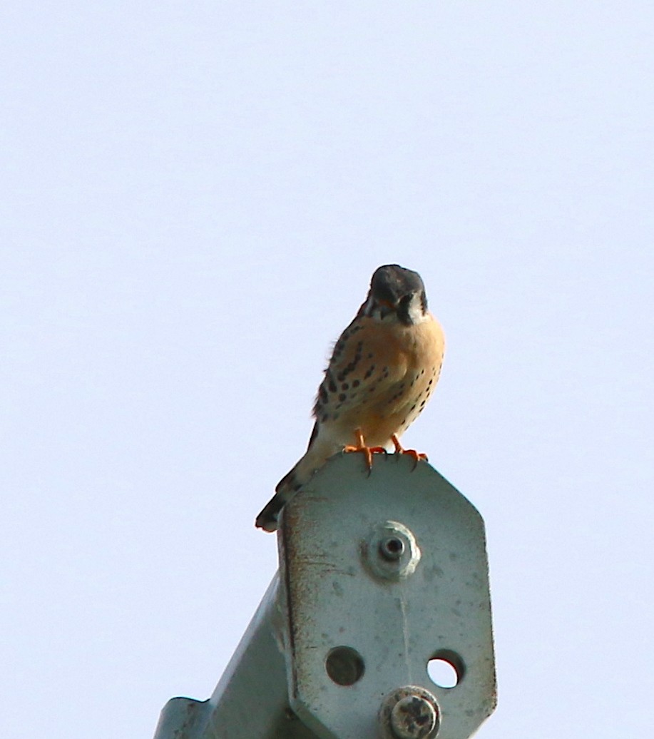 American Kestrel - ML94633251