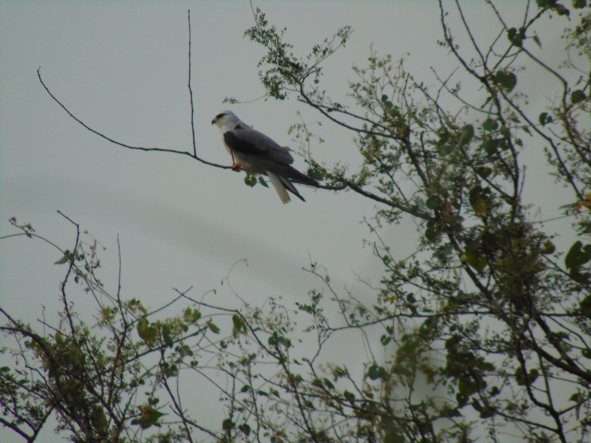 Black-winged Kite - ML94633471