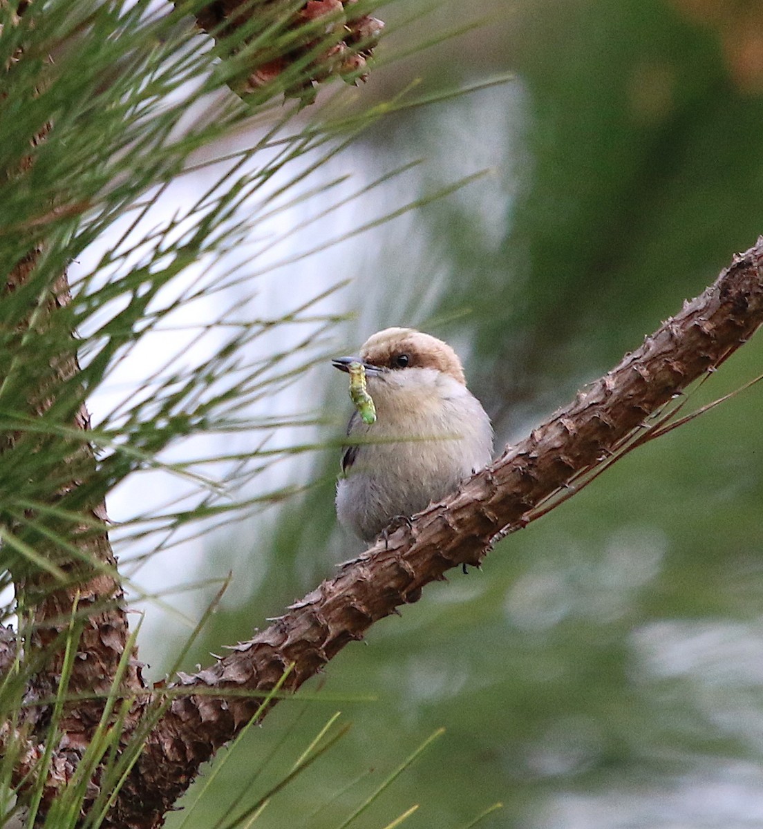 Brown-headed Nuthatch - ML94634061