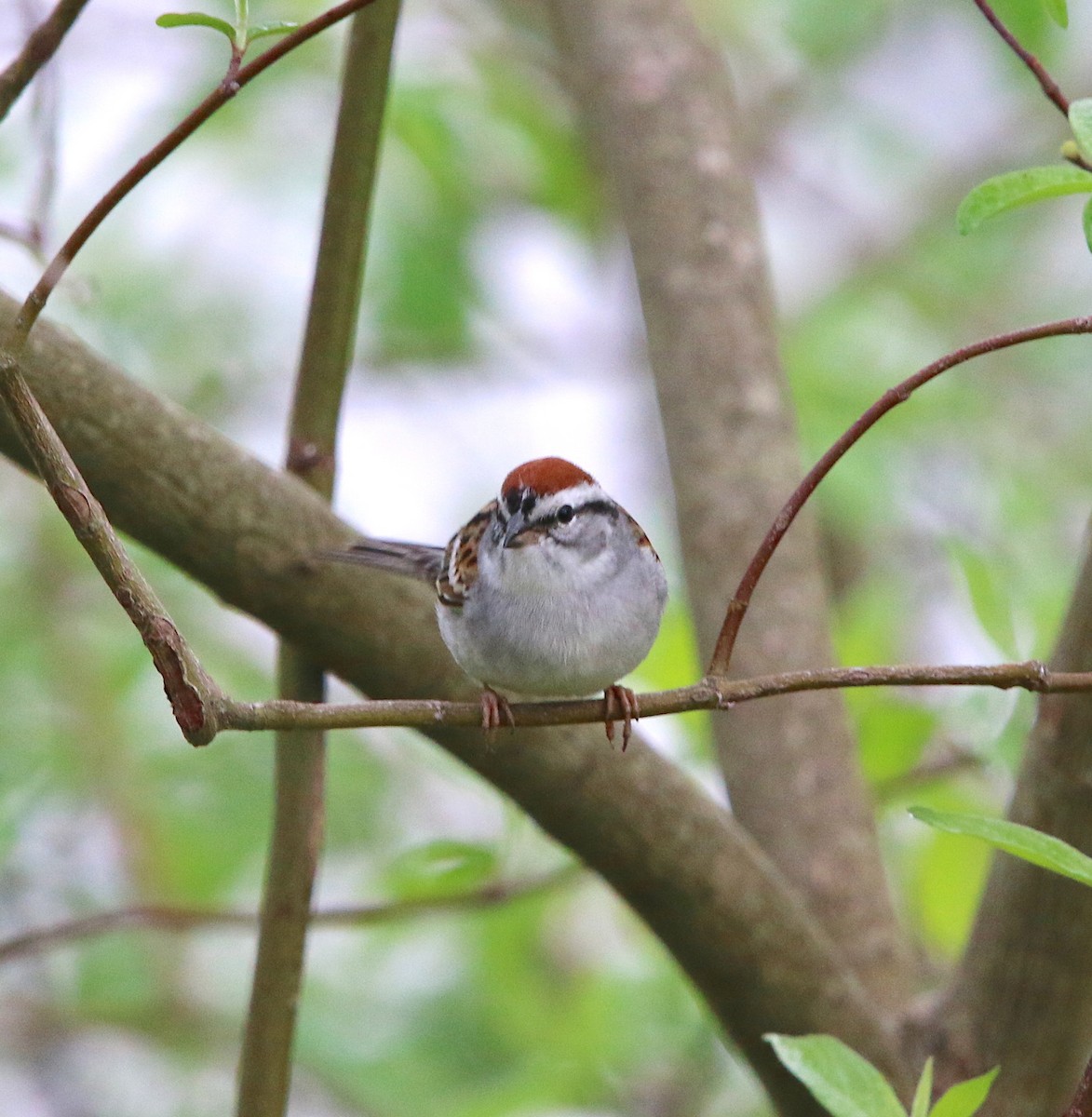 Chipping Sparrow - ML94634211