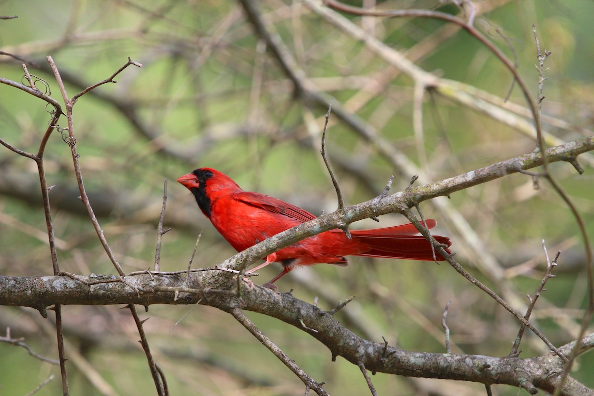 Northern Cardinal - ML94634471