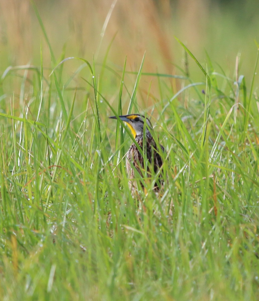 Eastern Meadowlark - ML94634721