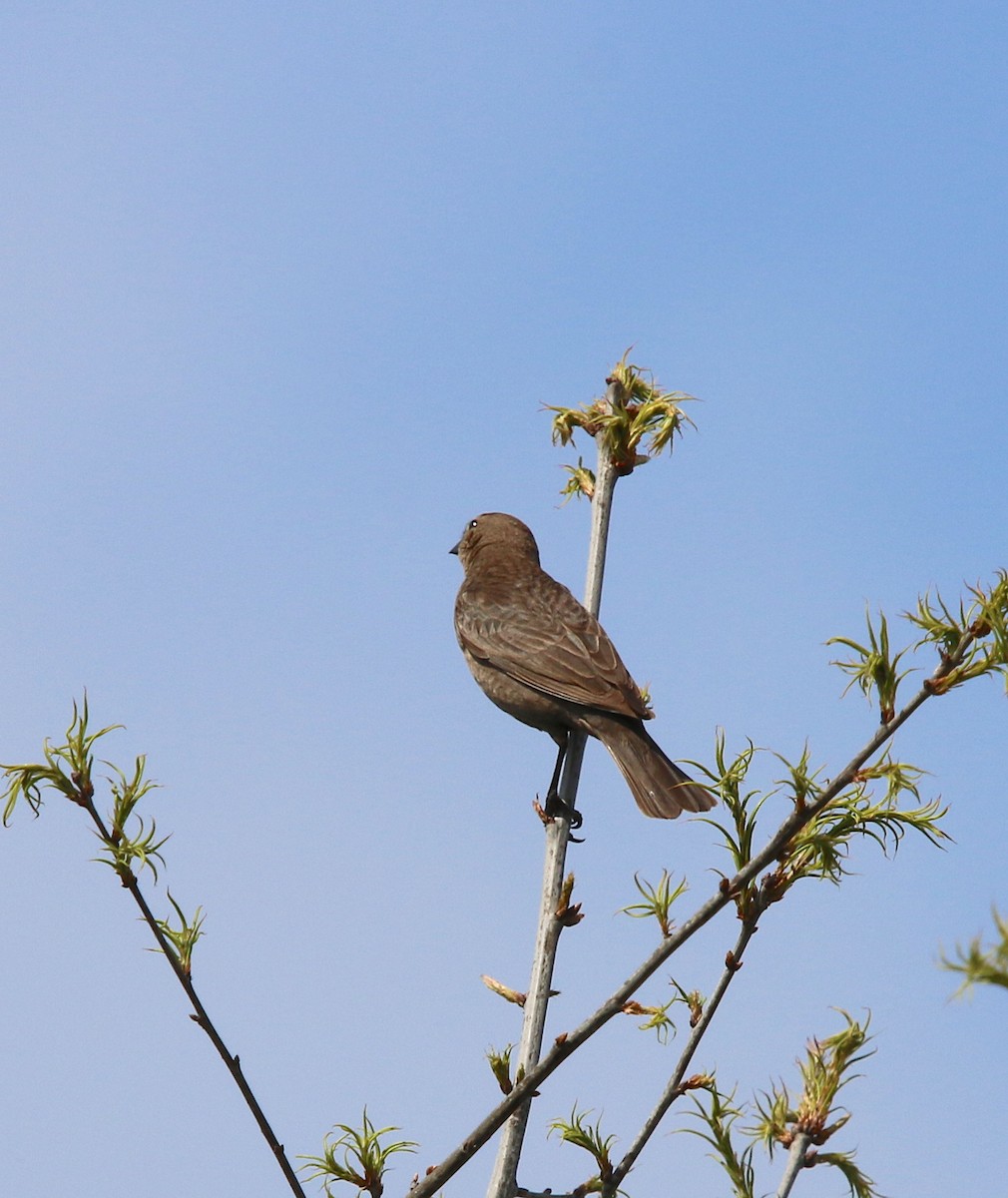 Brown-headed Cowbird - ML94634781