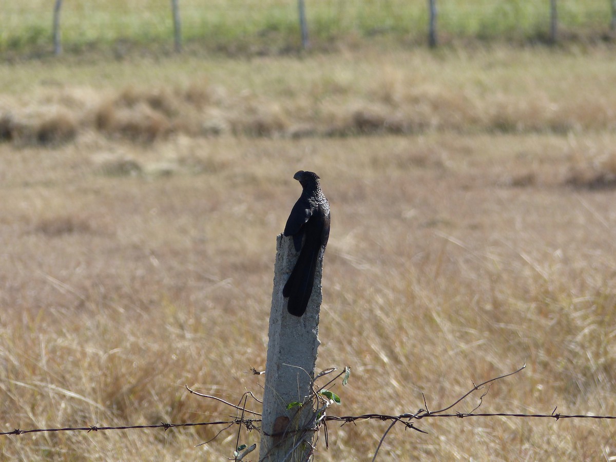 Smooth-billed Ani - ML94634911