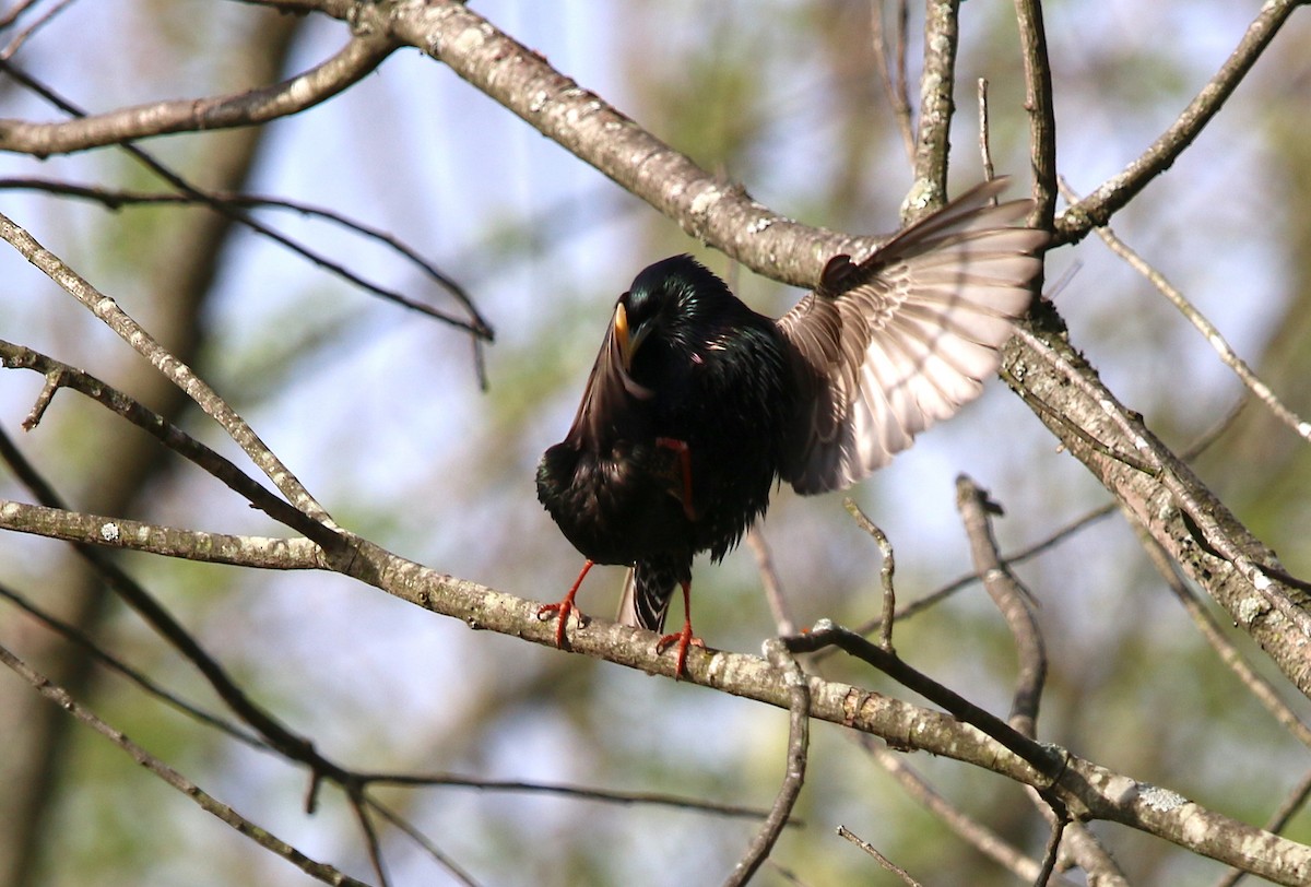 Common Grackle - ML94634921