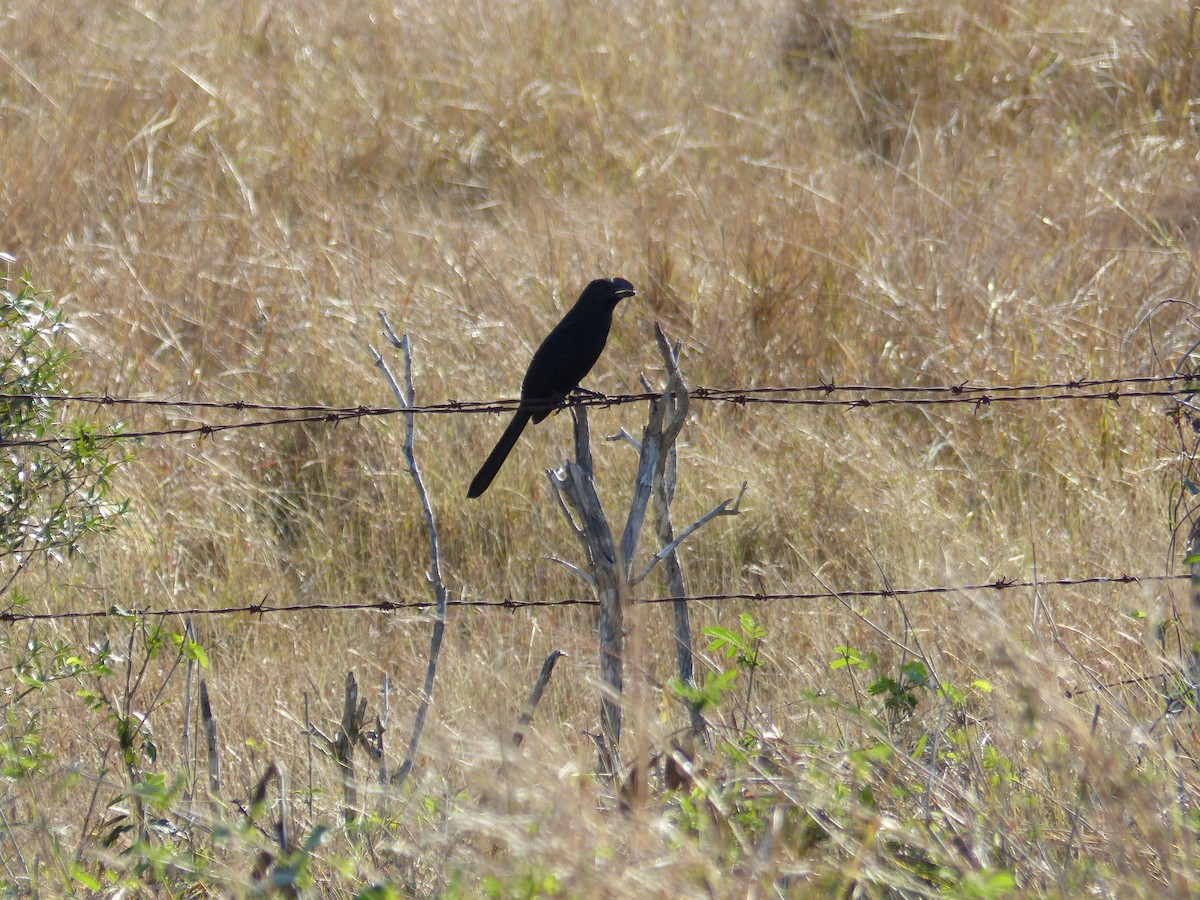 Smooth-billed Ani - ML94635141