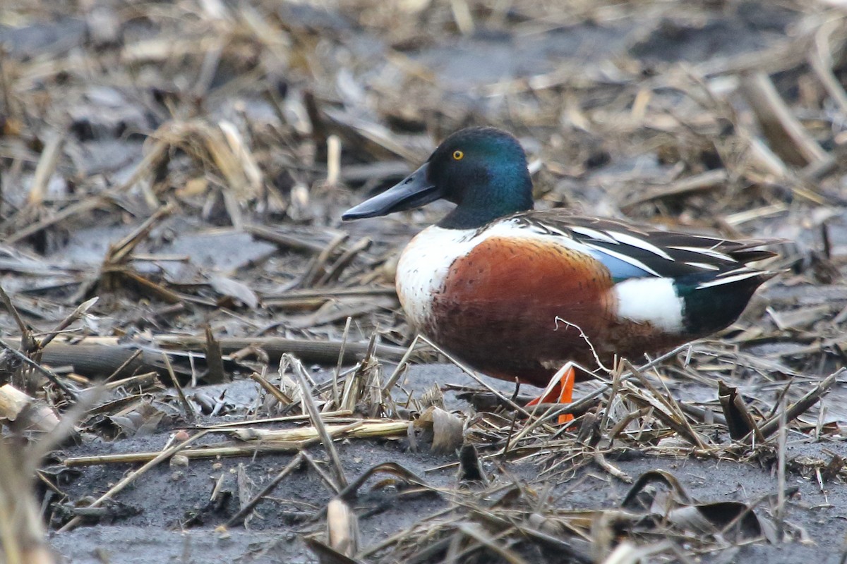 Northern Shoveler - ML94635231