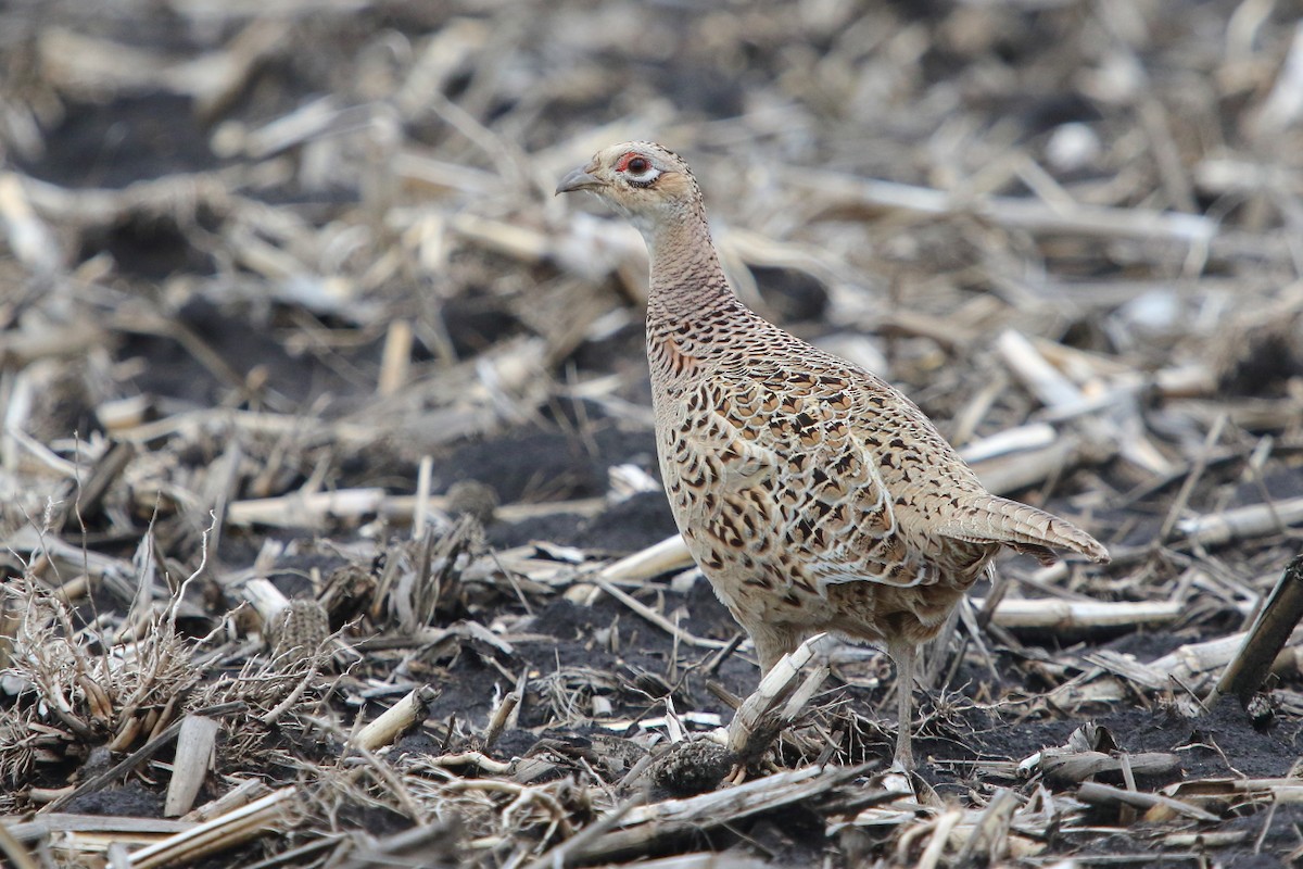 Ring-necked Pheasant - ML94635541