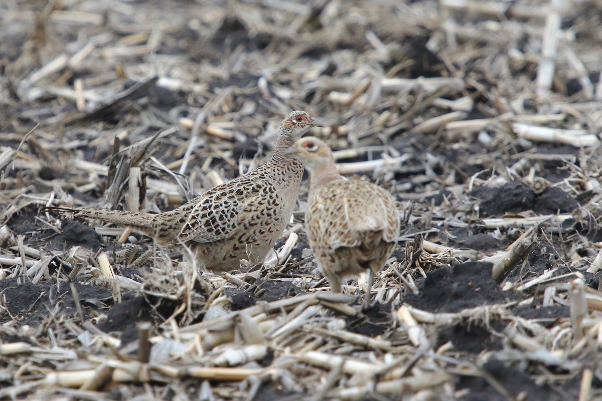 Ring-necked Pheasant - ML94635551