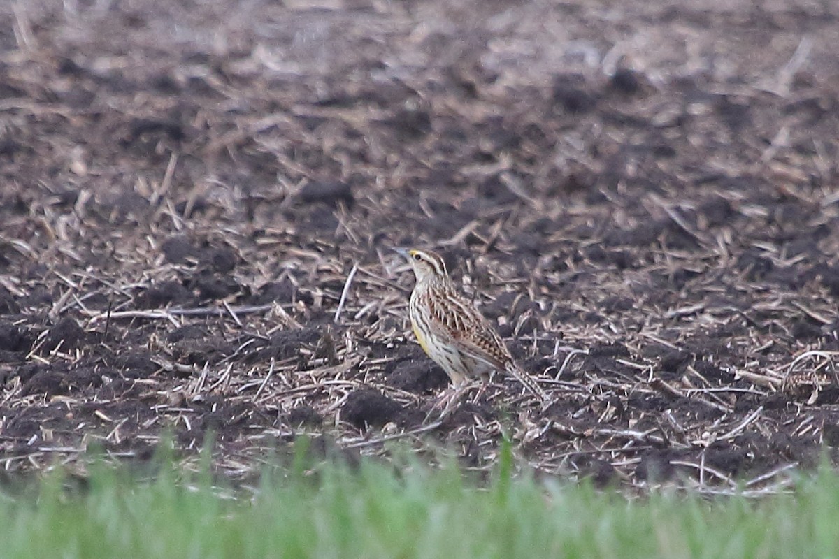 Eastern Meadowlark - ML94635741