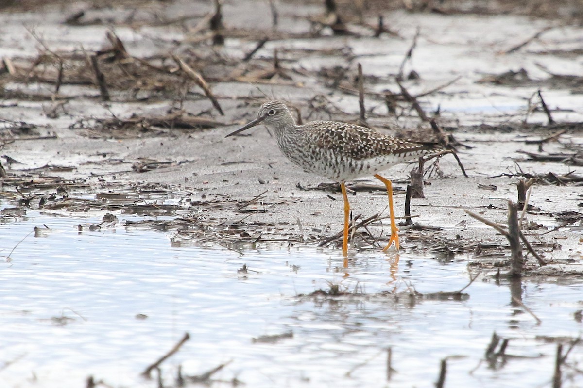 Greater Yellowlegs - ML94635871