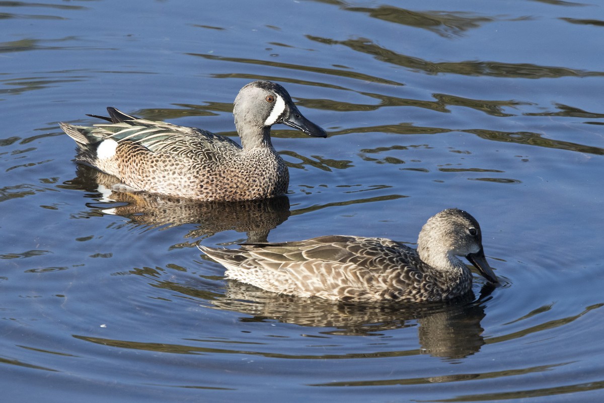 Blue-winged Teal - Michael Bowen