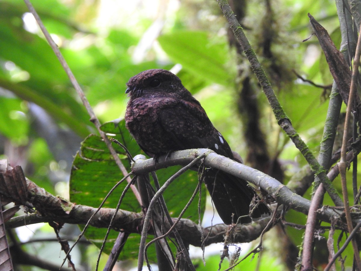 Choco Poorwill - Jason Gregg