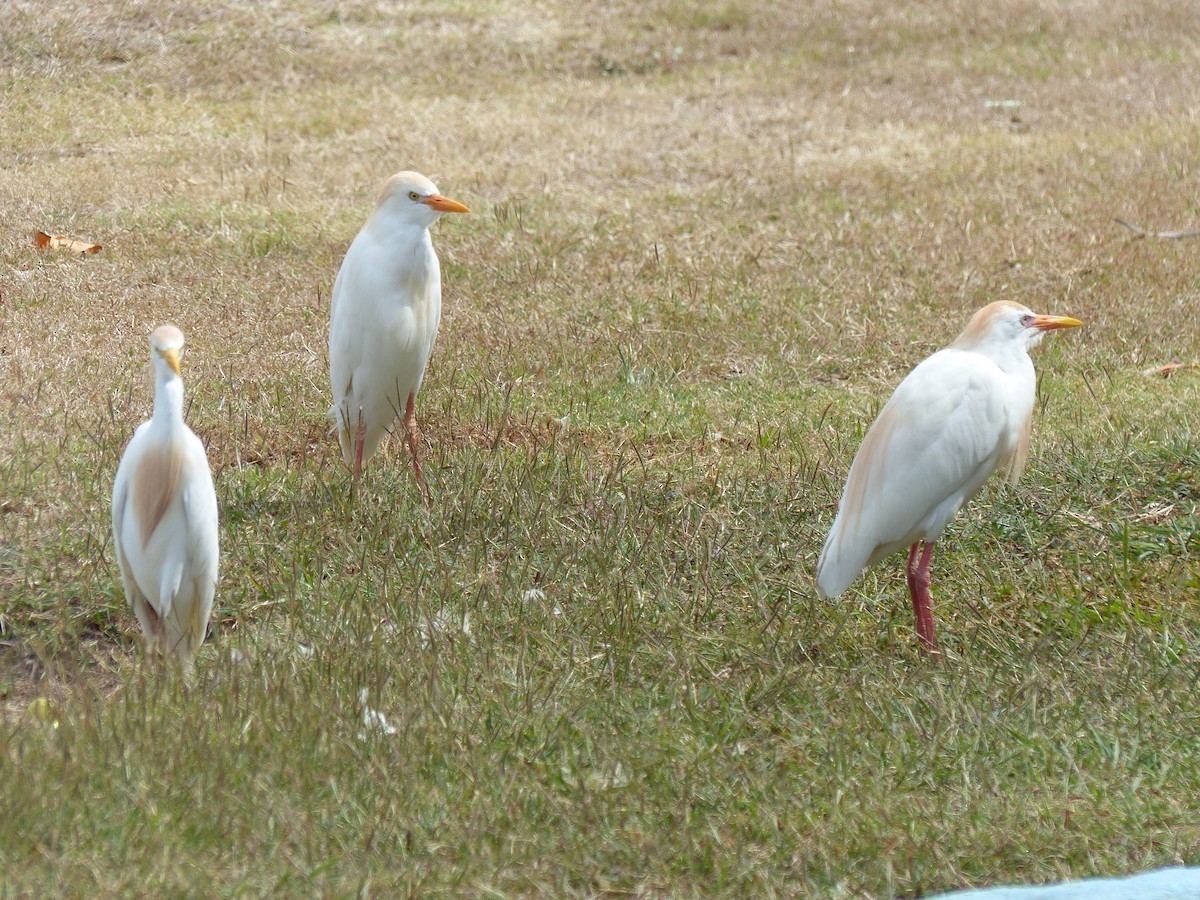 Western Cattle Egret - ML94637161