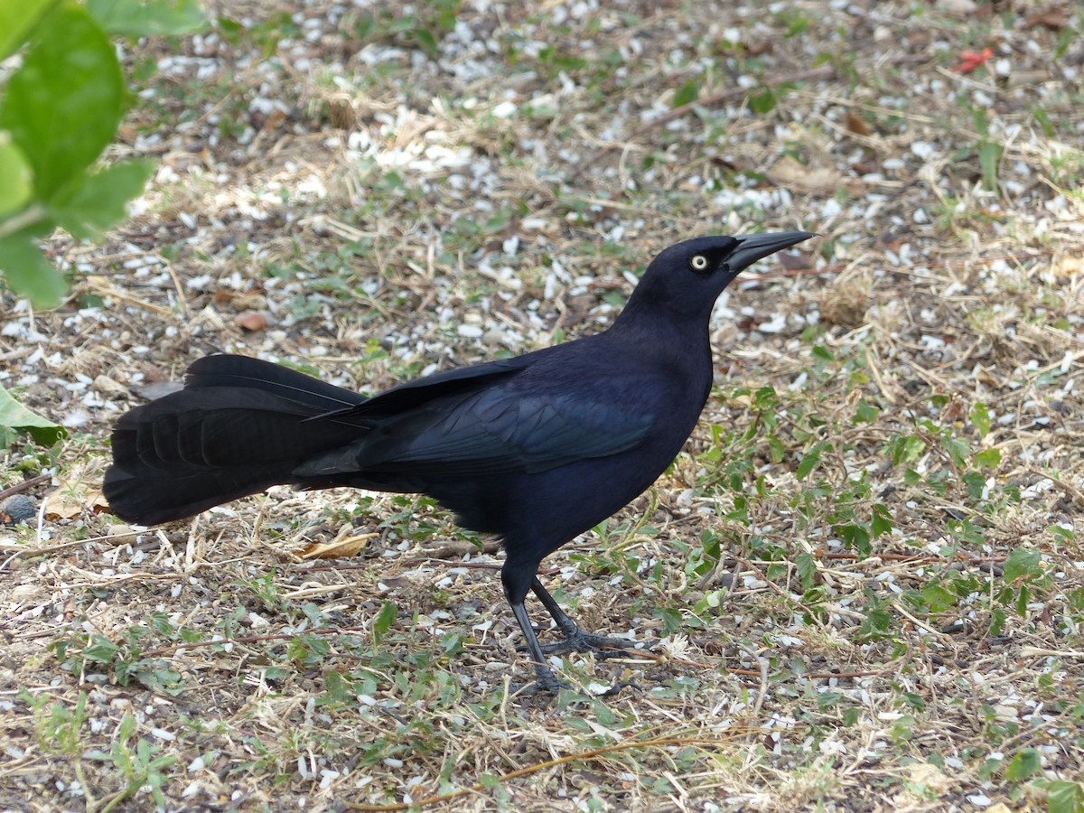 Greater Antillean Grackle - ML94637391