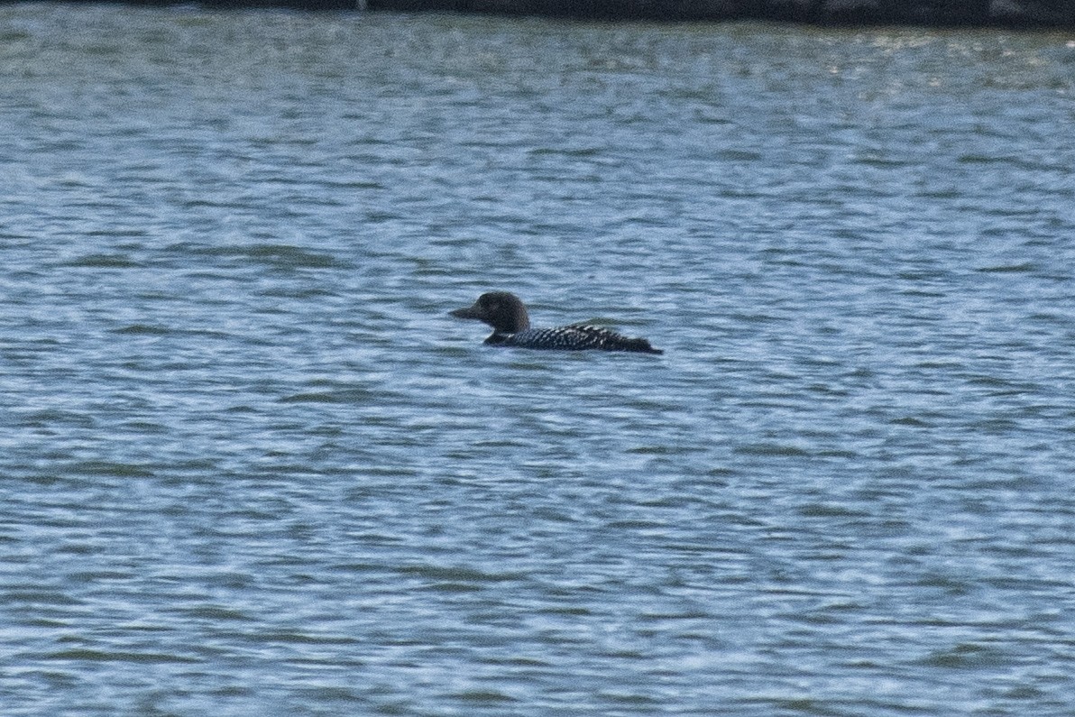 Common Loon - ML94637601