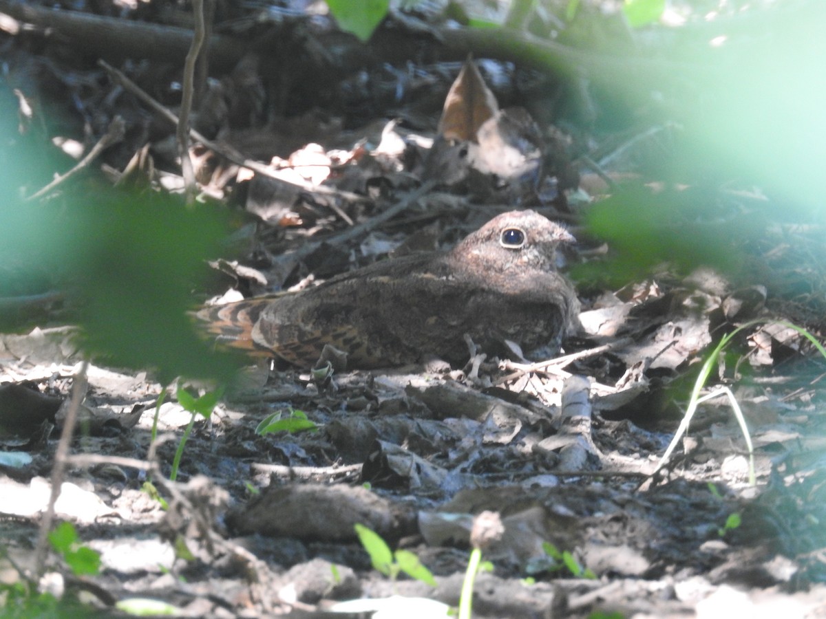 Pennant-winged Nightjar - ML94638071