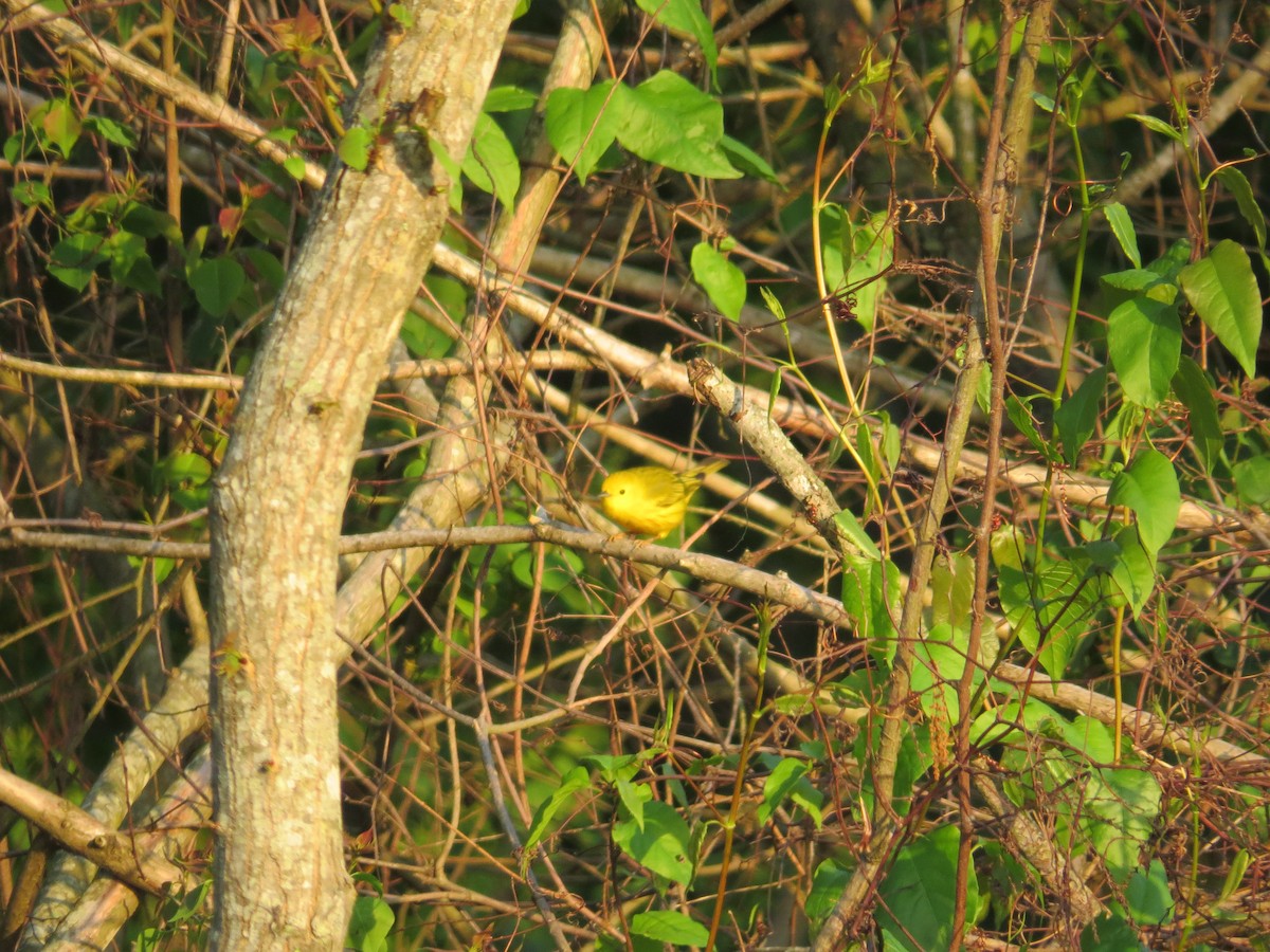 Yellow Warbler - Andrew Bell