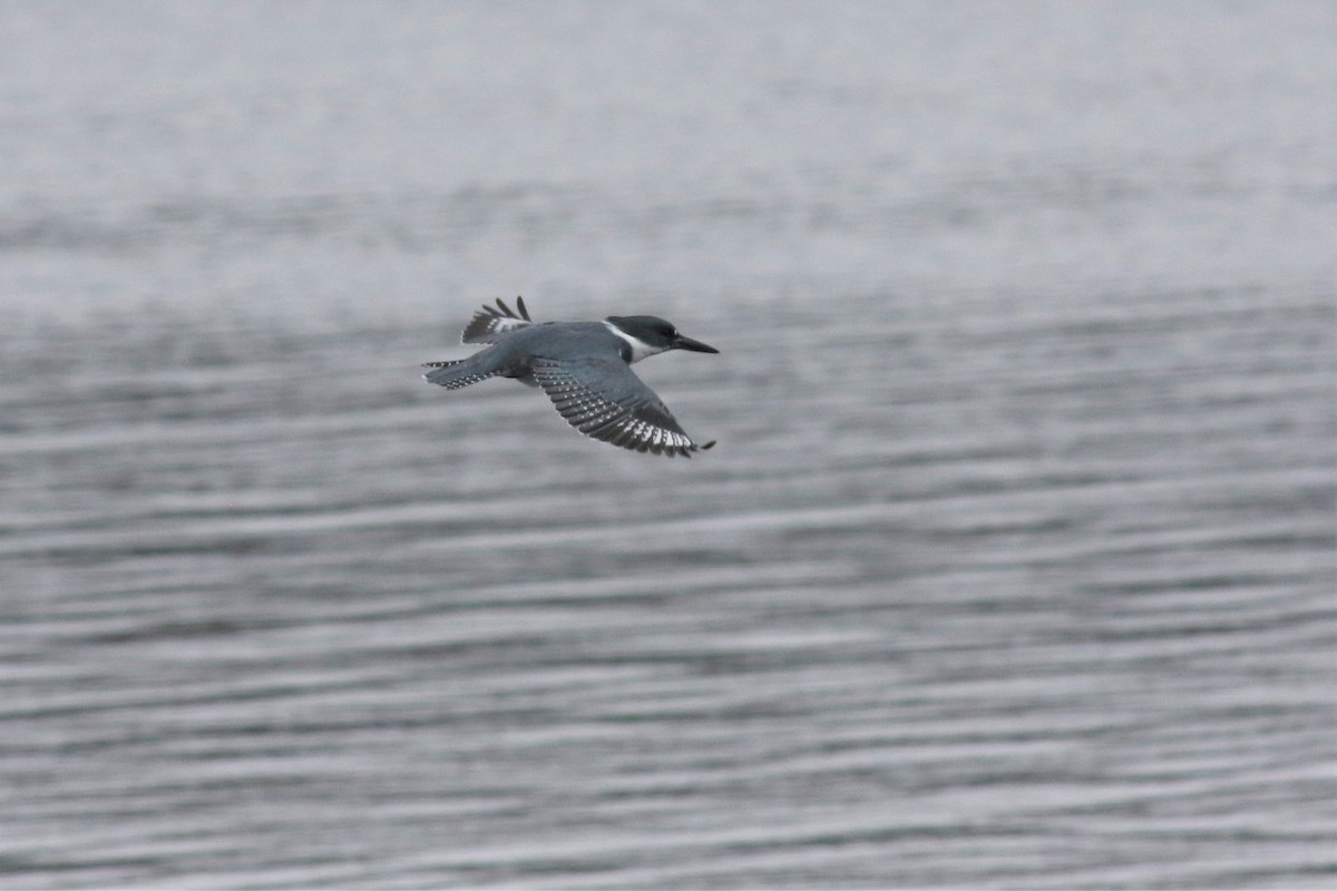 Belted Kingfisher - Margaret Viens