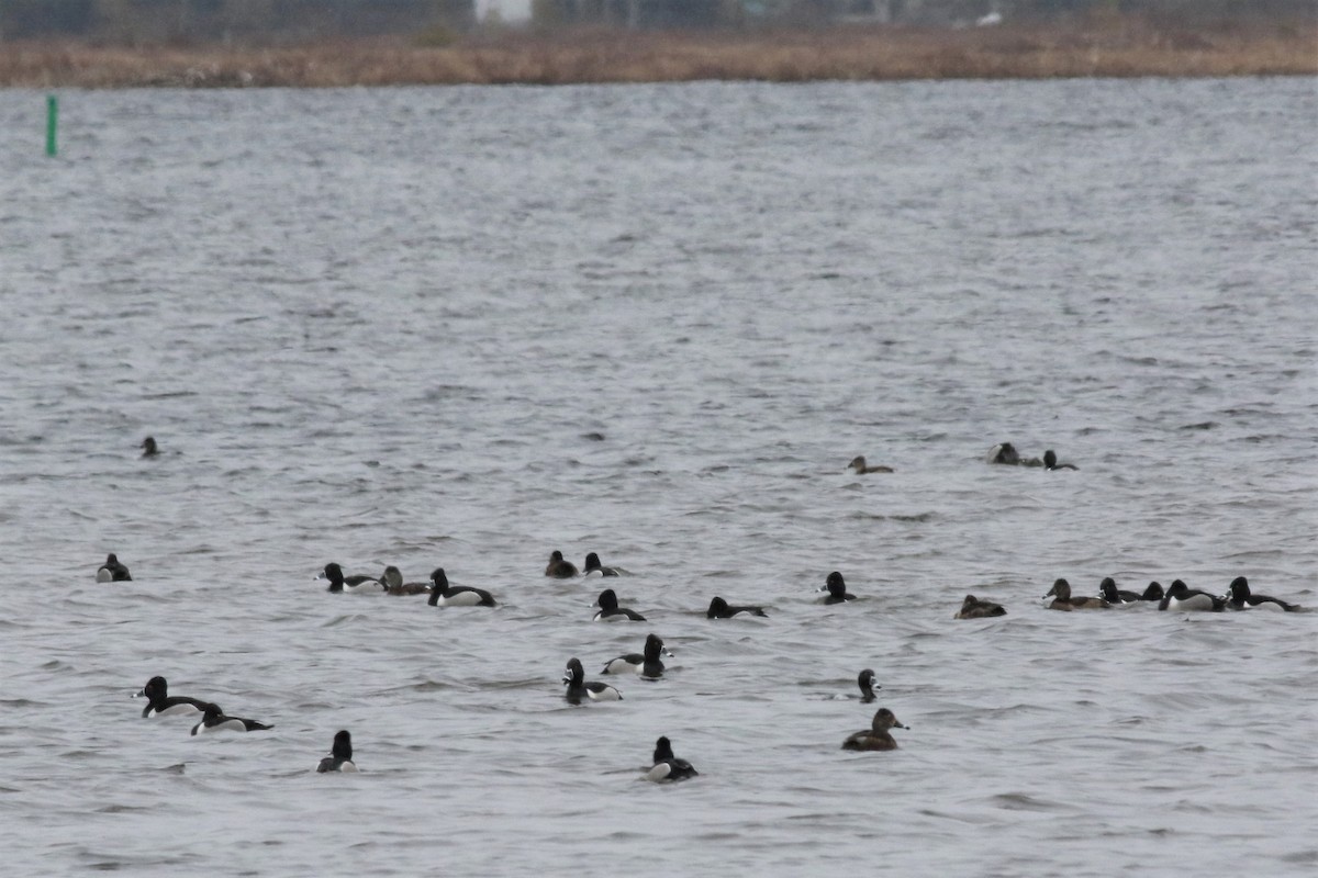 Ring-necked Duck - ML94642951