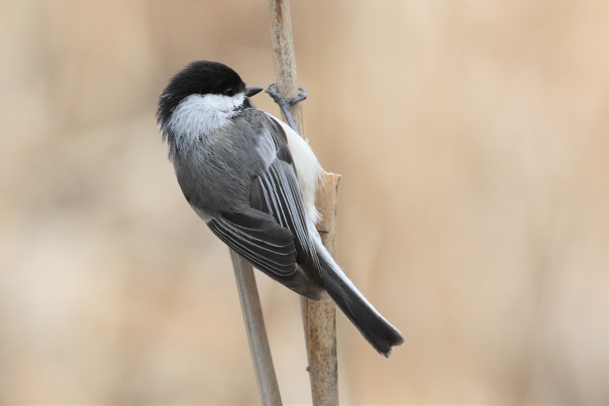 Black-capped Chickadee - ML94643001