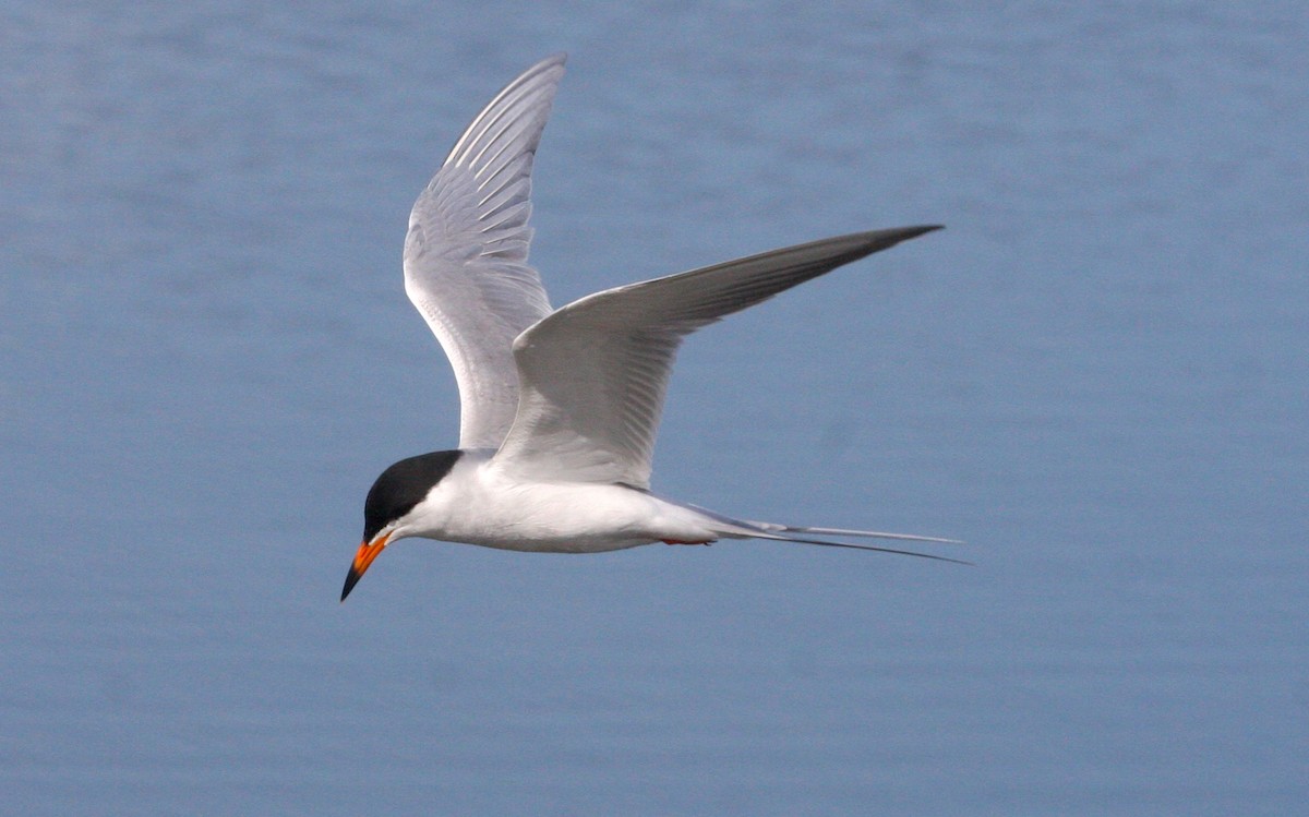 Forster's Tern - ML94643431