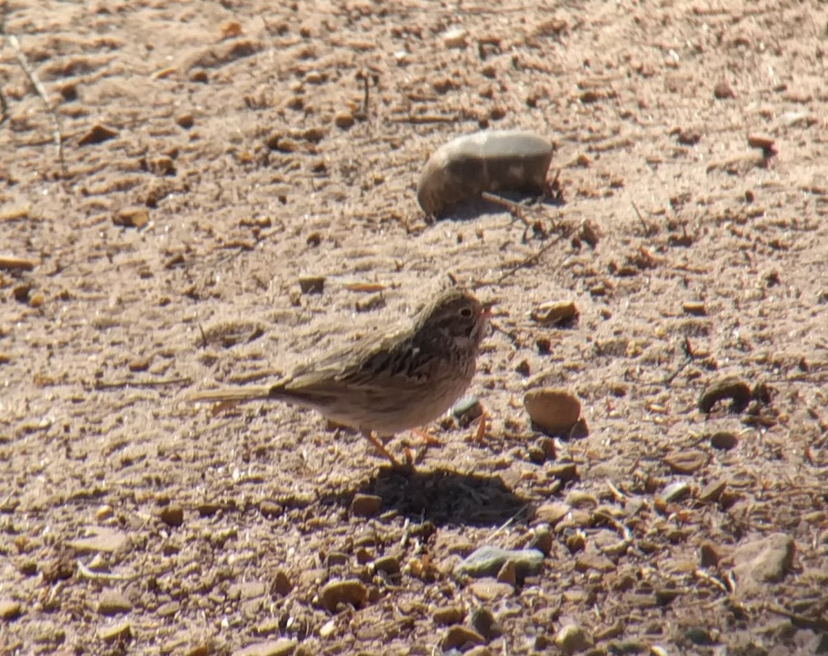 Vesper Sparrow - ML94643561