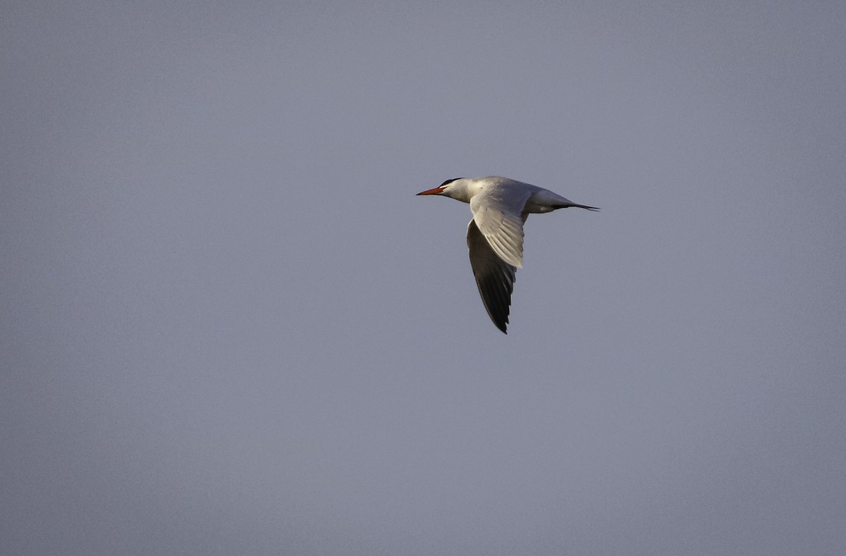 Caspian Tern - Travis Boyd