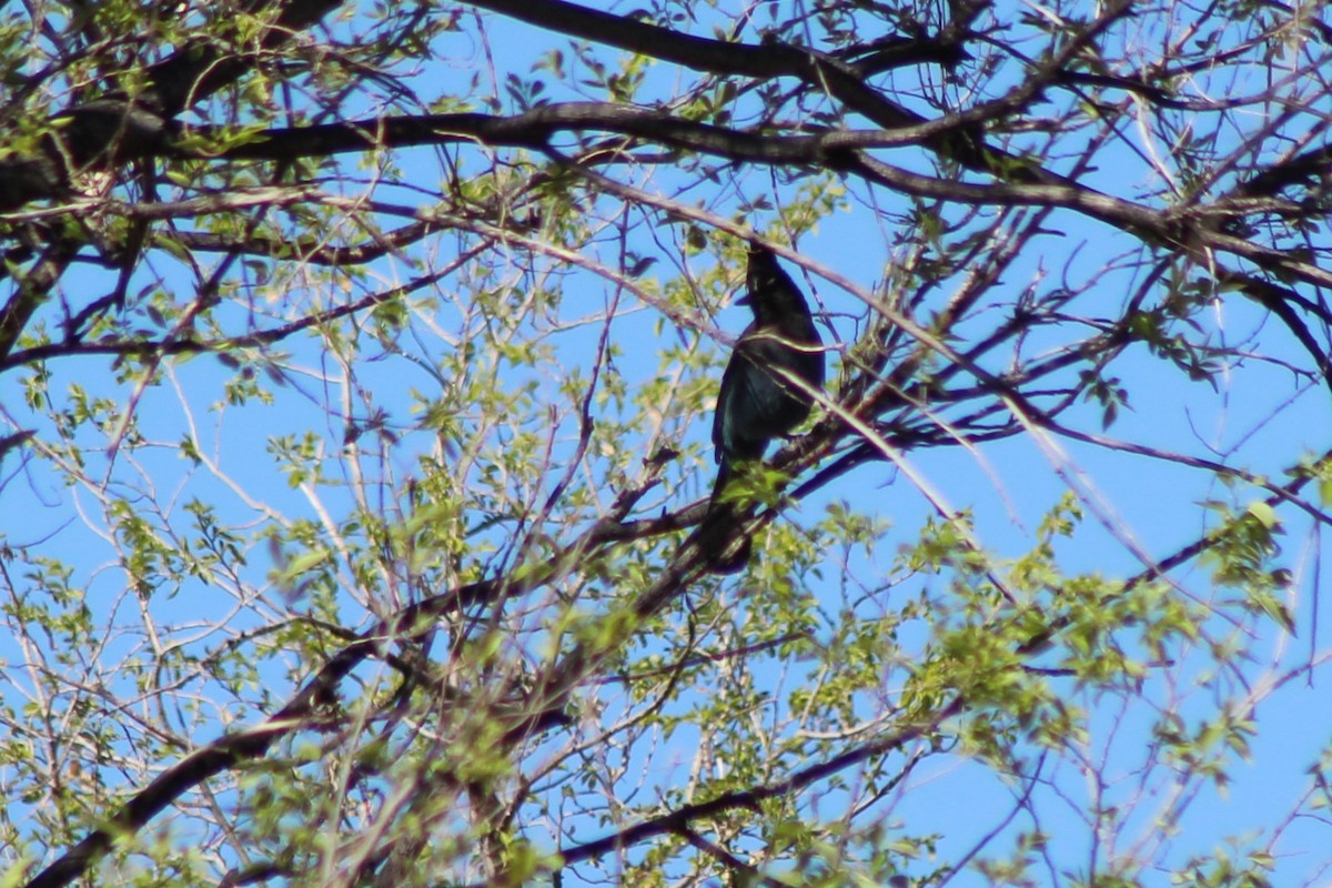 Steller's Jay - ML94646141