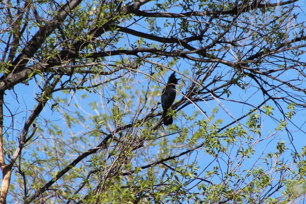 Steller's Jay - ML94646151