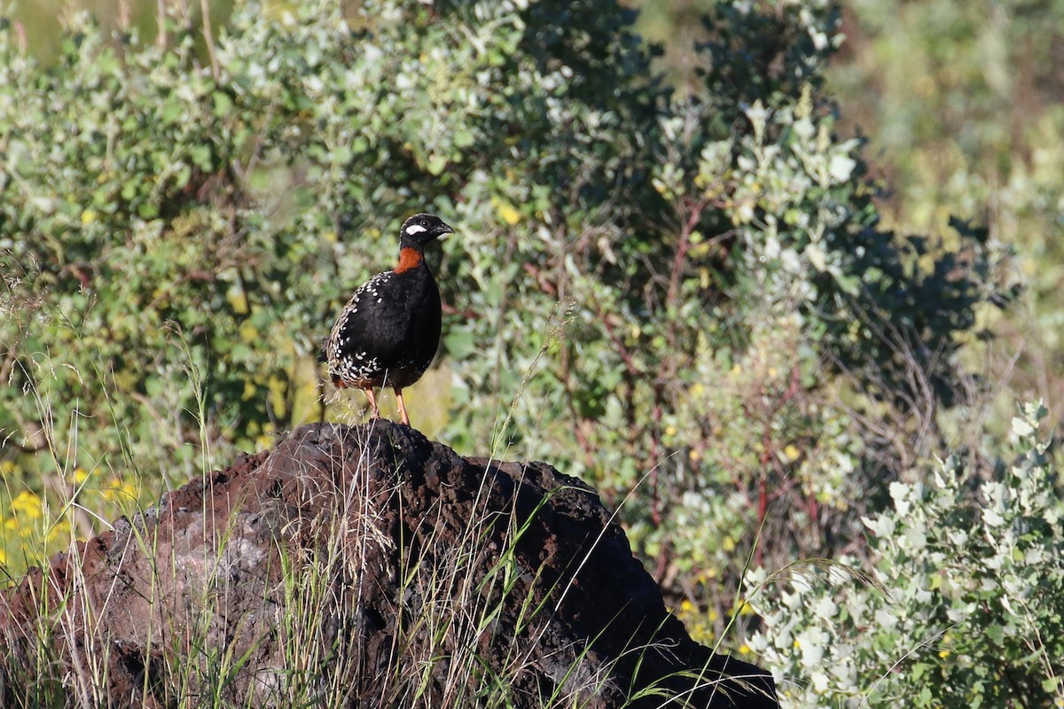 Black Francolin - ML94646161