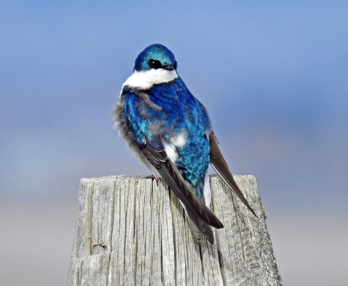 Golondrina Bicolor - ML94646211