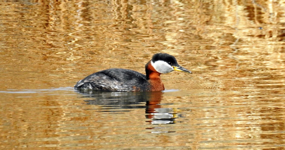 Red-necked Grebe - ML94646501