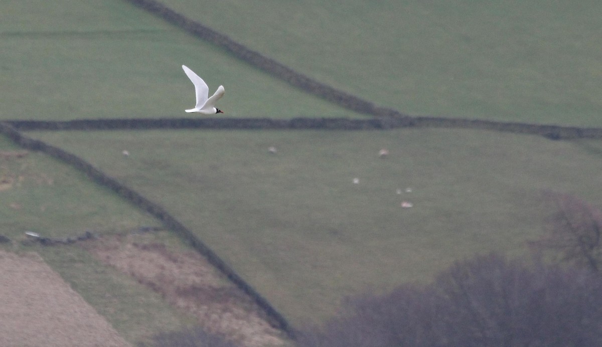 Mediterranean Gull - ML94646911