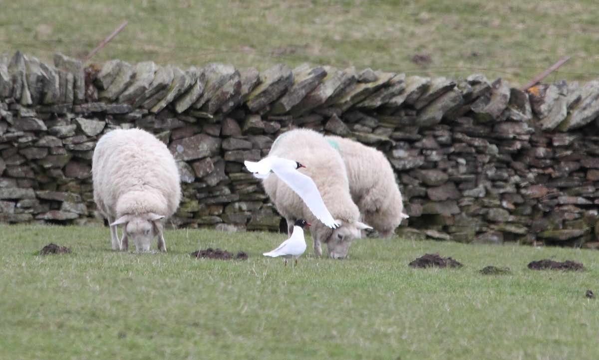 Gaviota Cabecinegra - ML94646931