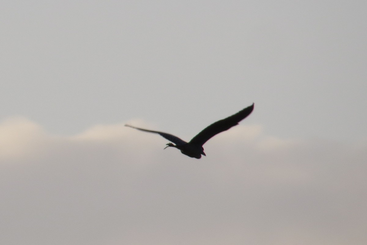 Yellow-crowned Night Heron - ML94648321