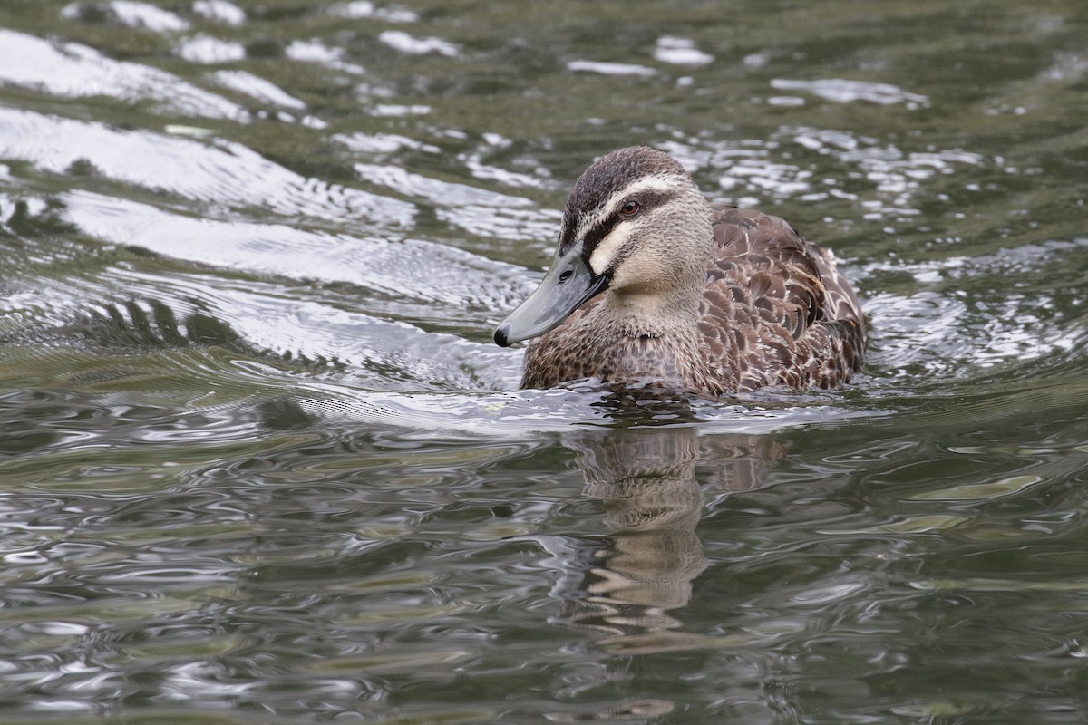 Pacific Black Duck - ML94649711