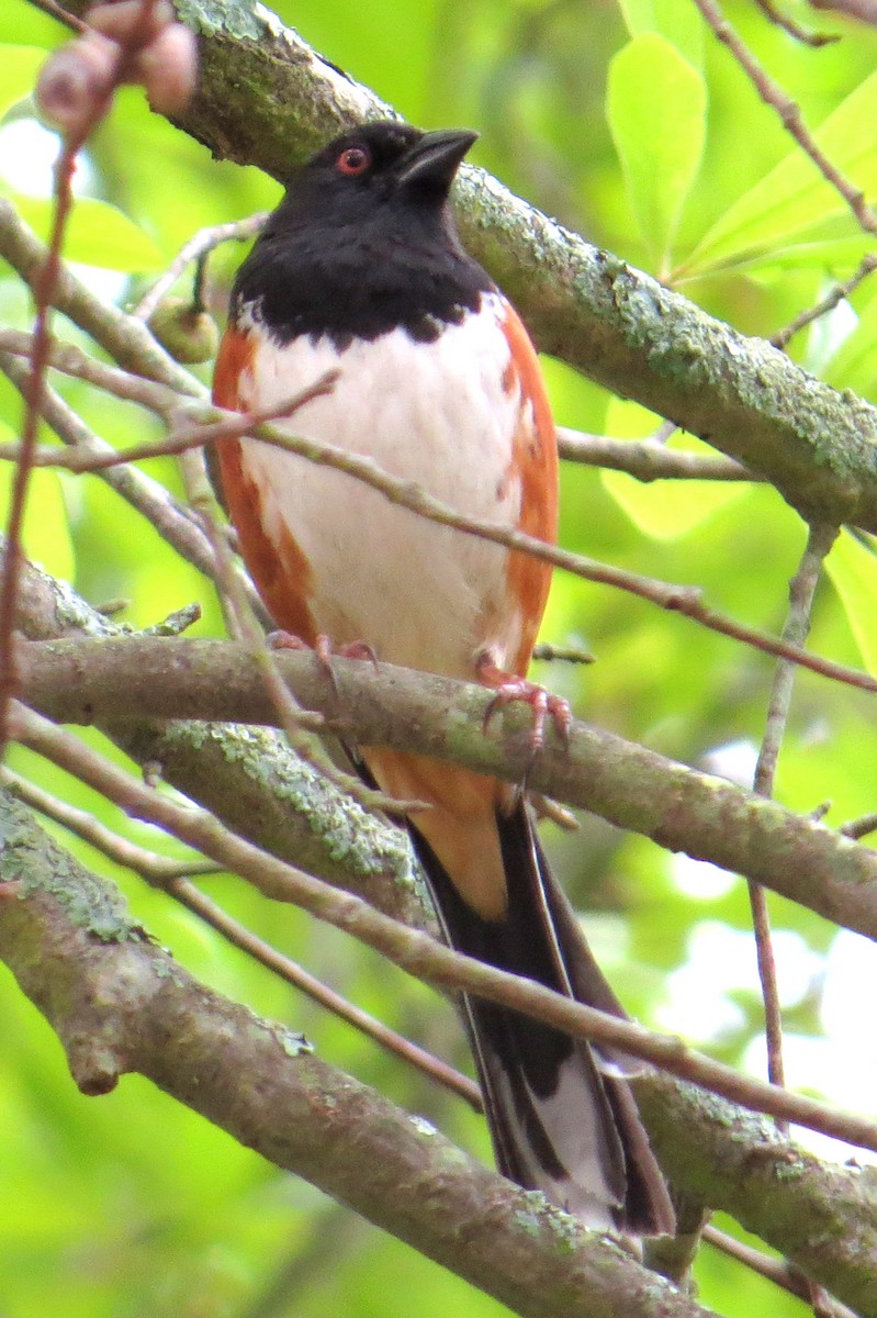 Eastern Towhee - Liam Wolff