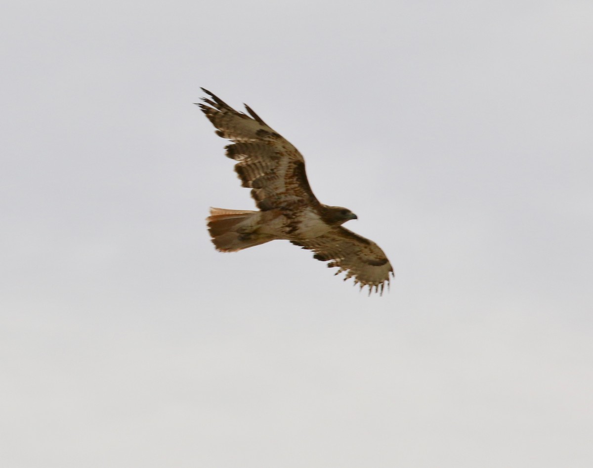 Red-tailed Hawk - Mickey Dyke