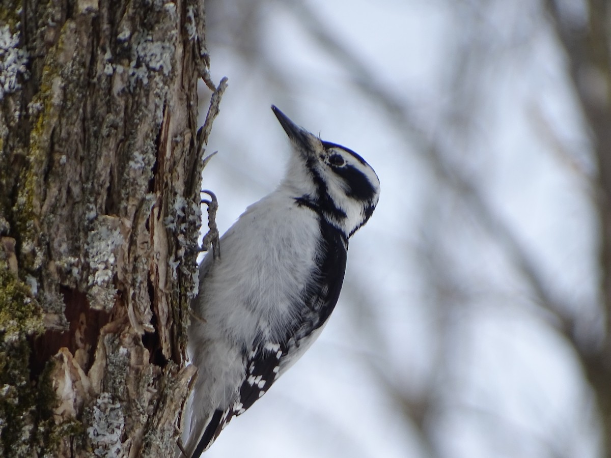 Hairy Woodpecker - ML94651561