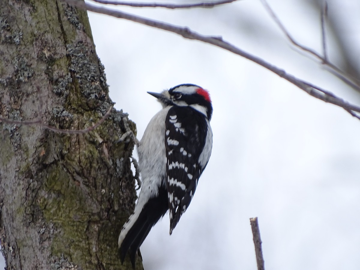 Downy Woodpecker - ML94651711