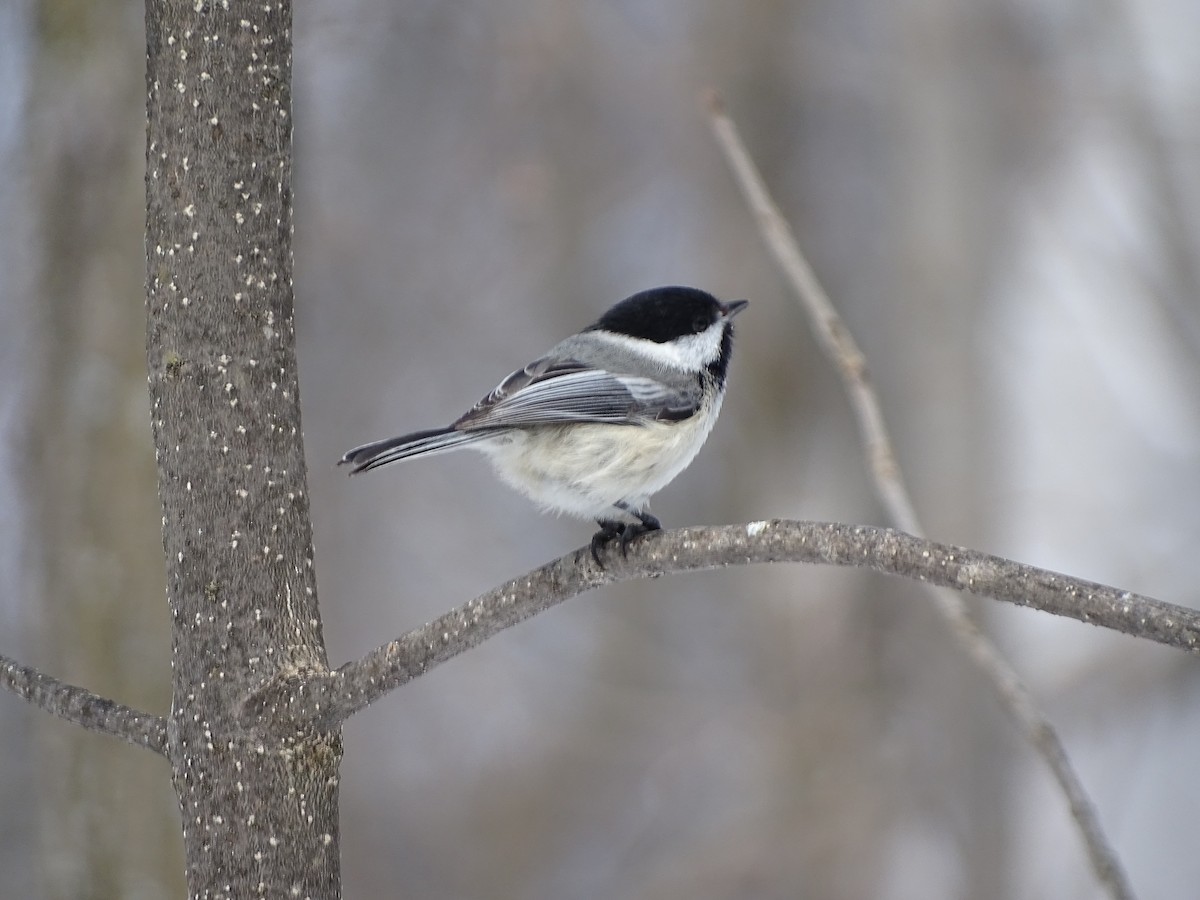 Black-capped Chickadee - ML94652031